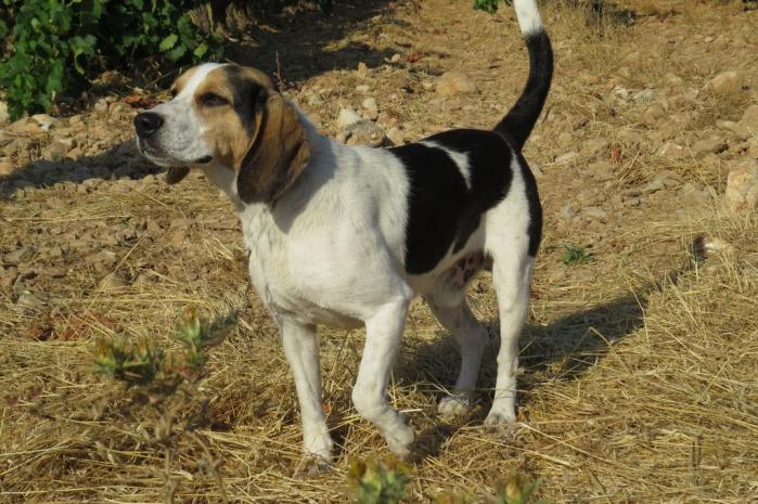 ATCHOUM - beagle 3 ans - Sans Collier Provence à Gareoult (83) Atchoum-entier2