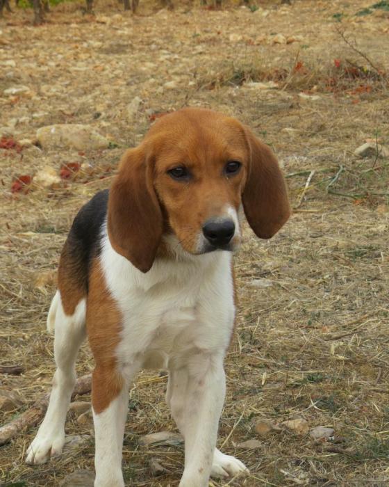 BODO - beagle 1 an -Sans Collier Provence à Gareoult (83) Bodo-tete