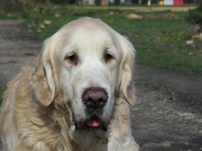 DUKE - golden retriever 8 ans - Sans Collier Provence à Gareoult (83) Duke-tete