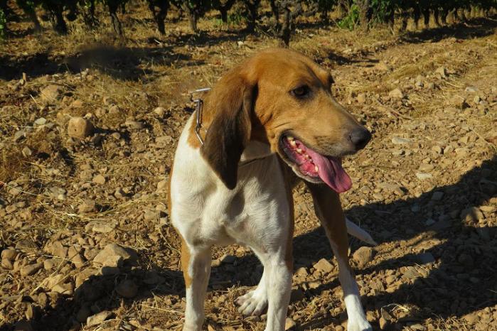 FICELLE - anglo francais de petite venerie 7 ans - Sans Collier Provence à Gareoult (83) Ficelle-tete2