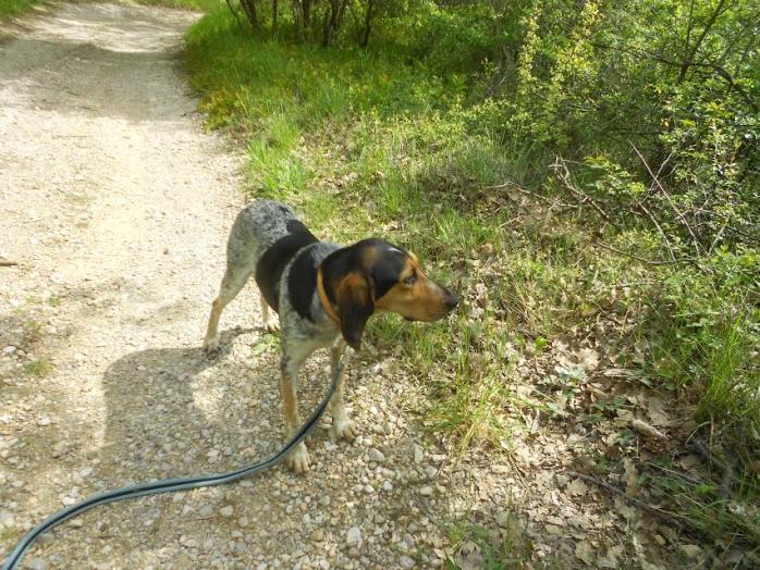 IRENE - bleu de gascogne 2 ans - Sans Collier Provence à Gareoult (83) Irene2-1