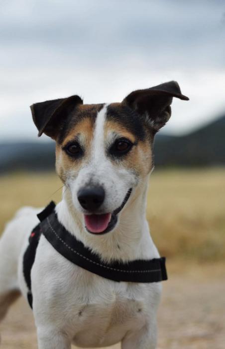 ROBb - jack russel 5 ans - Sans Collier Provence à Gareoult (83) Rob-tete2