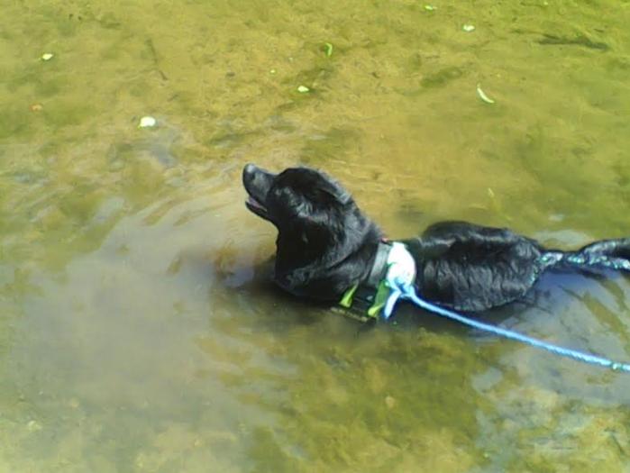 SACHA - terre neuve 3 ans - Sans  Collier Provence à Gareoult (83) Sacha2