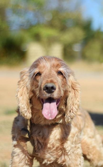 YOUKI et SAM - 2 frères cocker 4 ans - Sans Collier Provence à Gareoult (83) Sam-tete