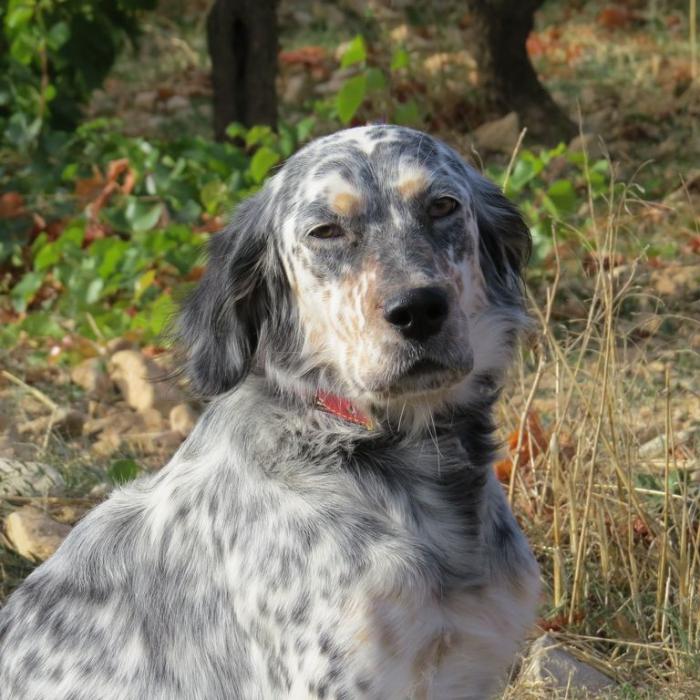 SENTA - setter anglais 2 ans -Sans Collier Provence à Gareoult (83) Senta-tete