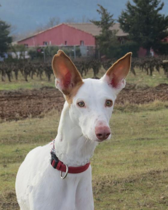 TARA - podenco 3 ans - Sans Collier Provence à Gareoult (83) Tara-tete-1