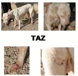 Taz1