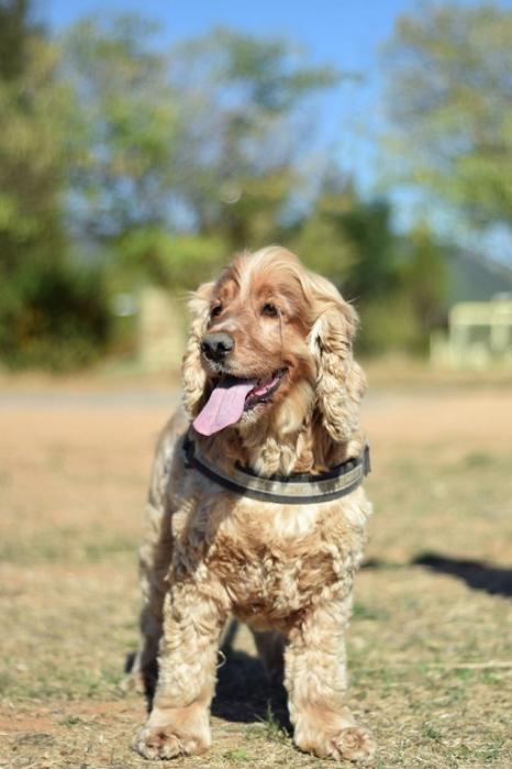 YOUKI et SAM - 2 frères cocker 4 ans - Sans Collier Provence à Gareoult (83) Youki-tete