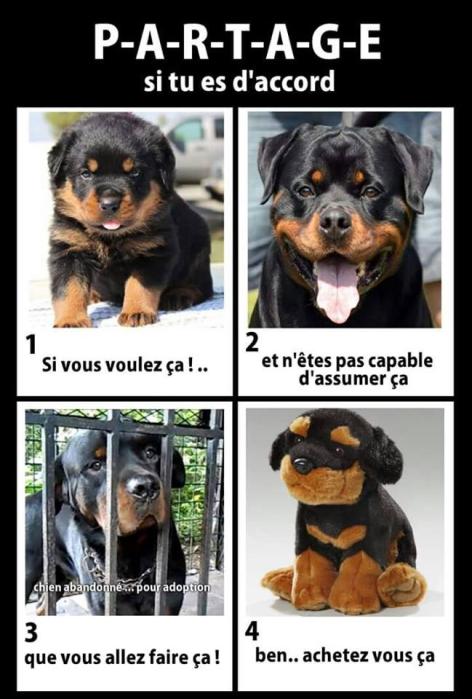 Affiche rottweiler