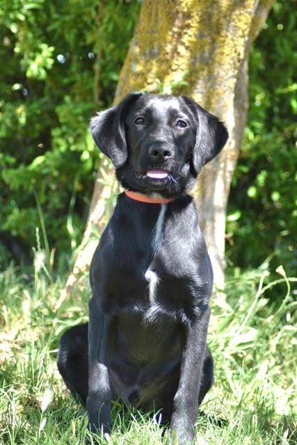 Angus e3