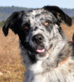 Athos 1