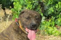 Athos tete 1