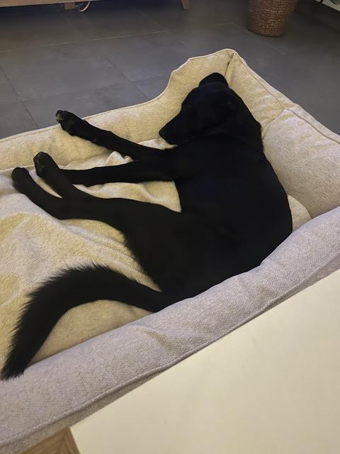 Bagheera 1