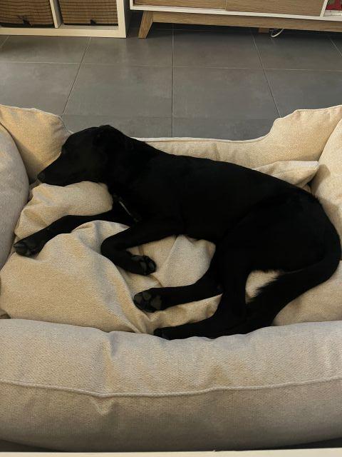 Bagheera 3