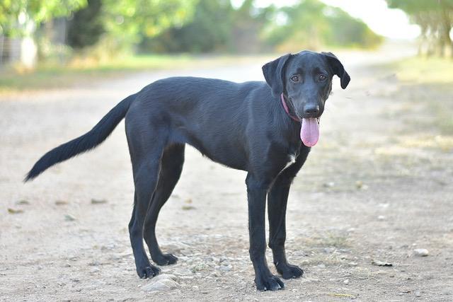 Bagheera e2