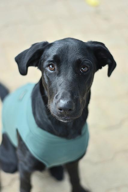 Bagheera t2