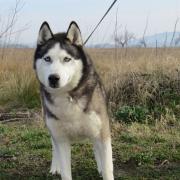Balto 1