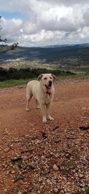 Bella 2
