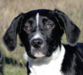 Bernard adopdirect