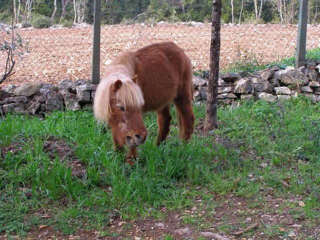 Beverly shetland