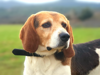 BOBBY - beagle 5 ans - Sans Collier Provence à Gareoult (83) Bobby-t1