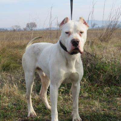 Braquo5
