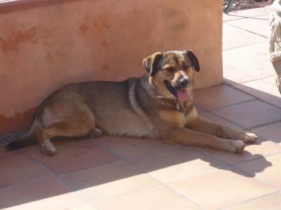 Caline 1