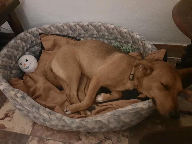 Cannelle 2