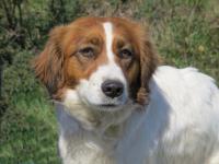 CHERIE - x epagneul/setter 2 ans - Sans Collier Provence à Gareoult (83) Cherie-t