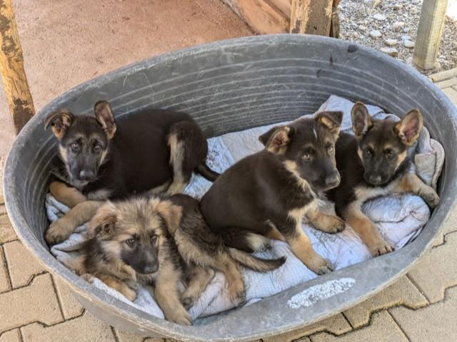 Chiots 1