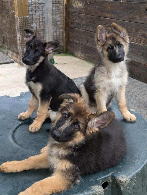 Chiots 2