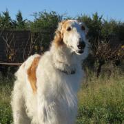 Chopin barzoi 1