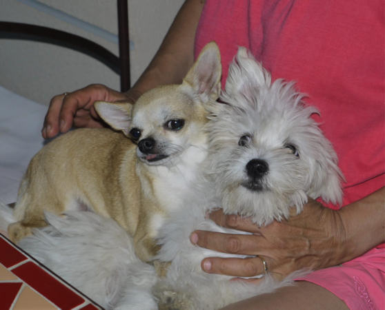 Clochette chihuahua 1