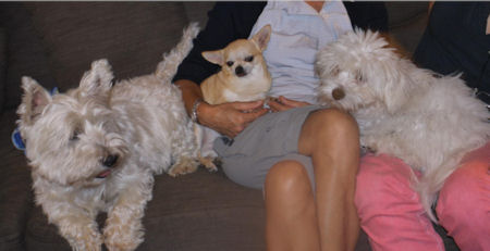 Clochette chihuahua 2