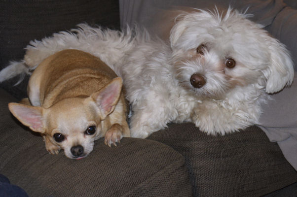 Clochette chihuahua 3