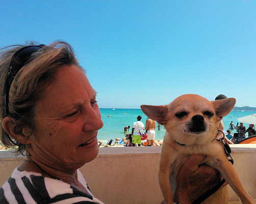 Clochette chihuahua 8