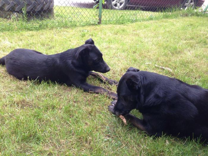 Clyde et eros2