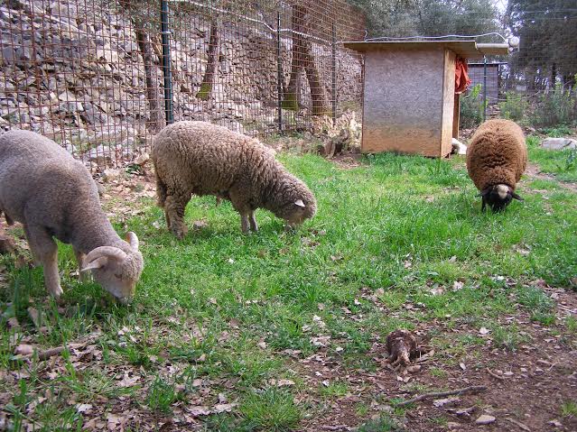 Cosmo fantomette et sissi brebis