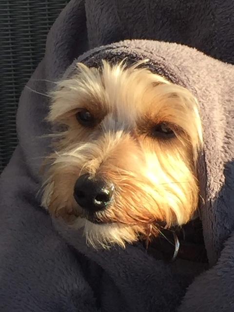 Daffy 16