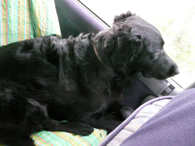 Diesel en voiture