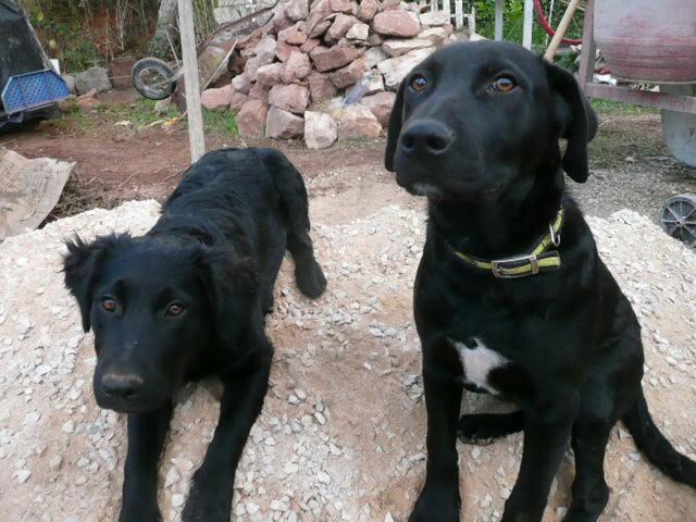 Diesel et funky12