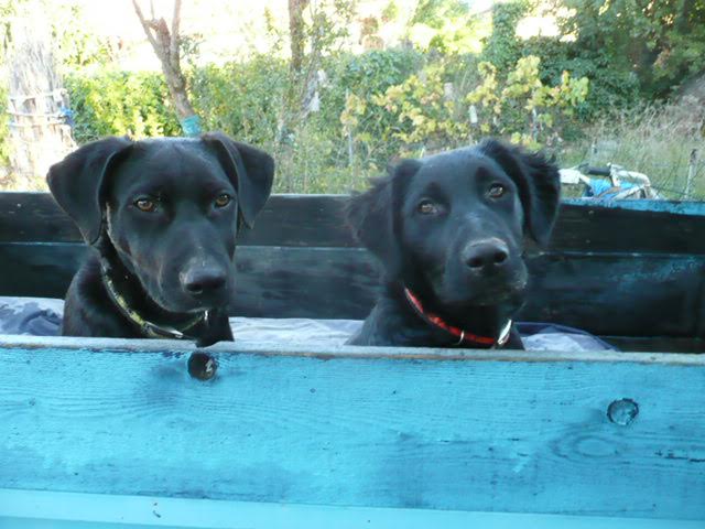 Diesel et funky14