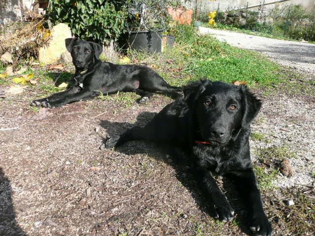 Diesel et funky15