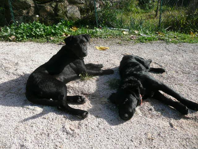 Diesel et funky16