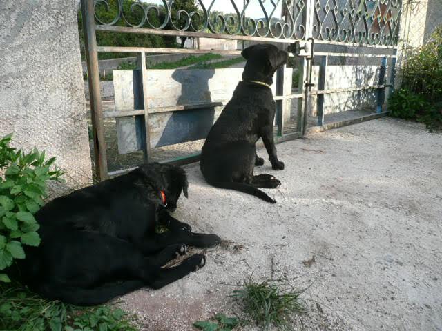 Diesel et funky17
