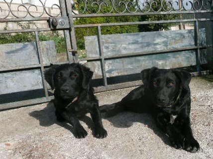 Diesel et funky18
