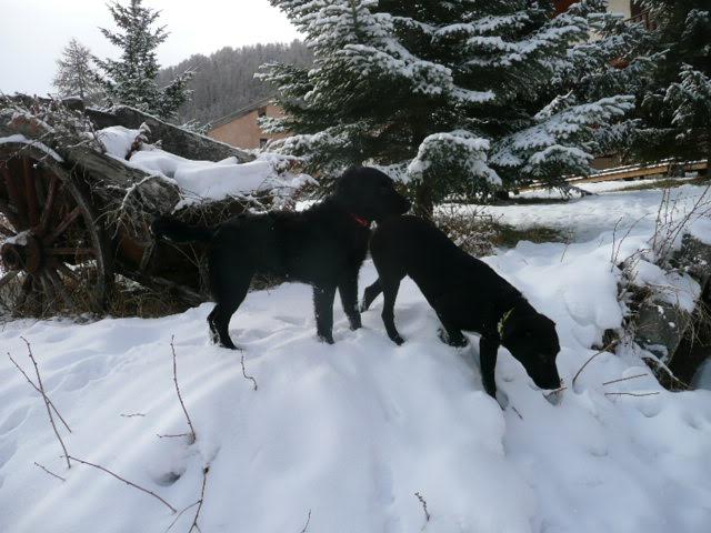 Diesel et funky19