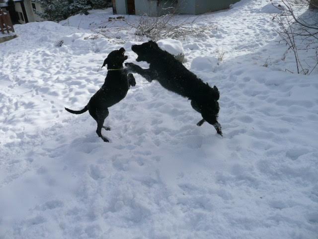 Diesel et funky23