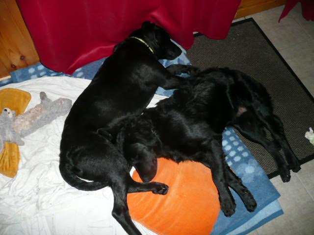 Diesel et funky24
