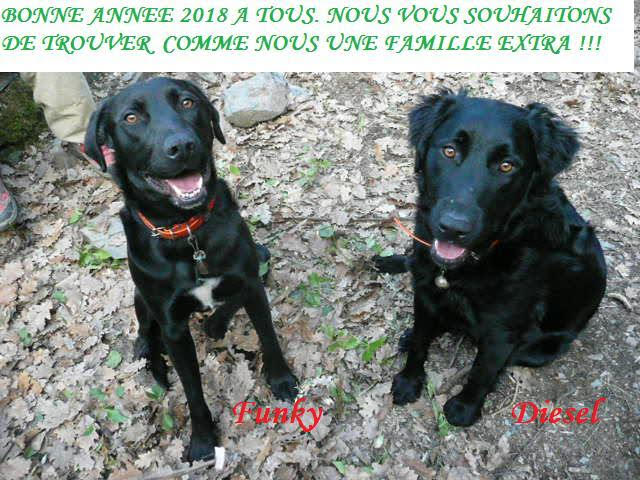 Diesel et funky25